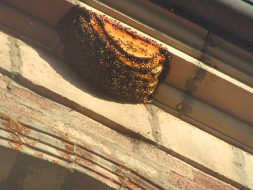 Apis mellifera